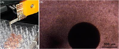 Direct Contraction Force Measurements of Engineered Cardiac Tissue Constructs With Inotropic Drug Exposure